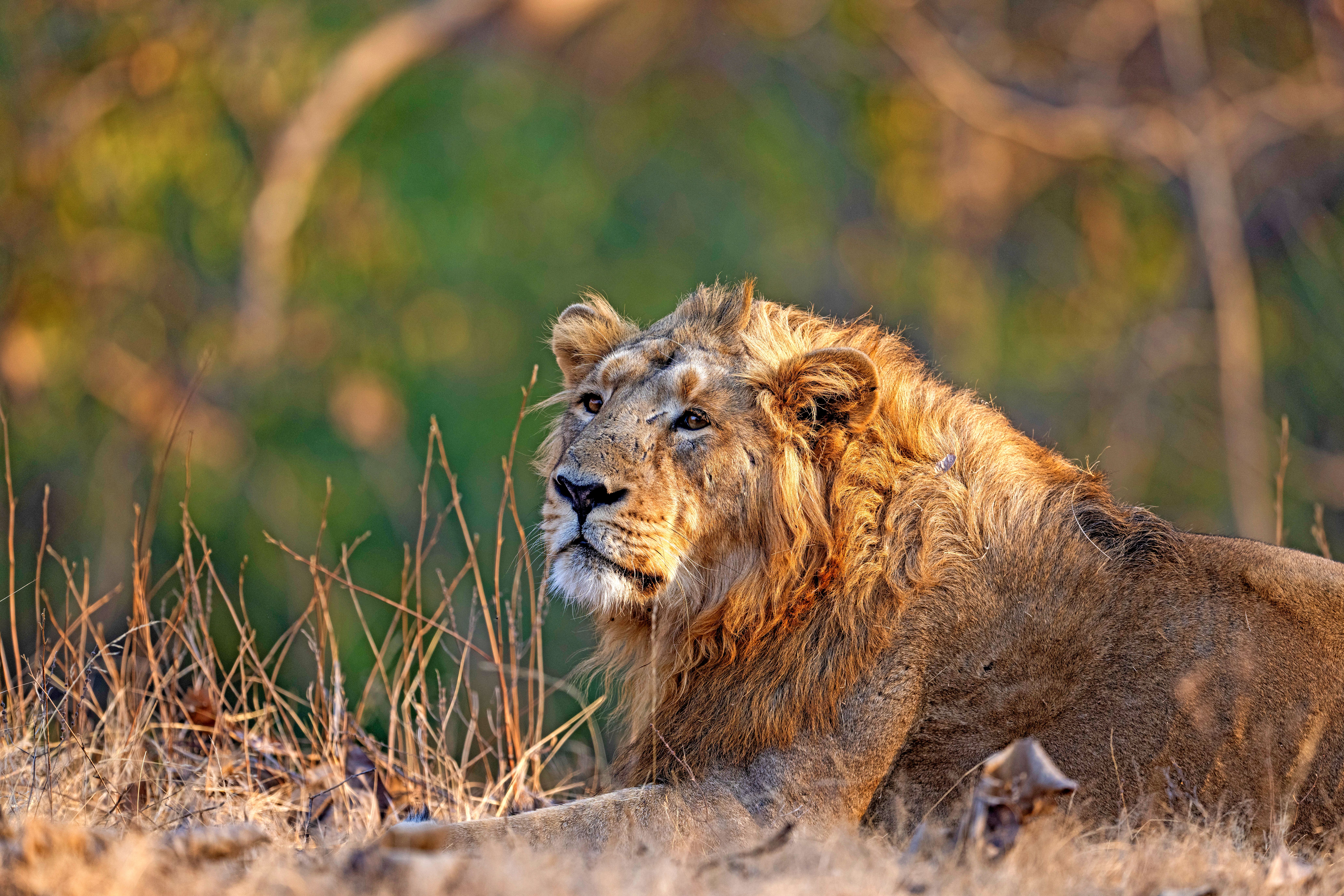 Asiatic Lions